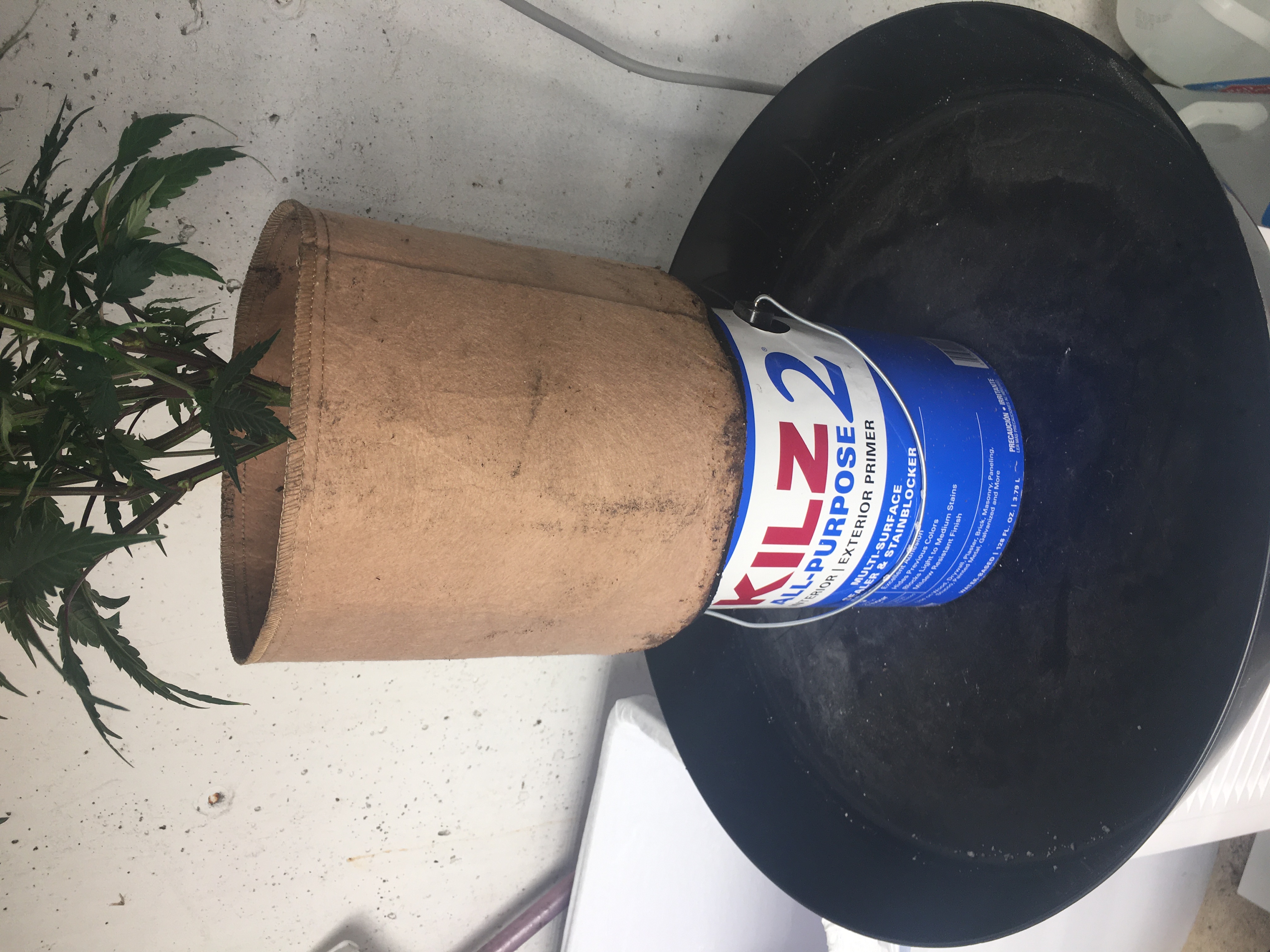 Any solid transplant tips for cloth pots? : r/GrowBuddy